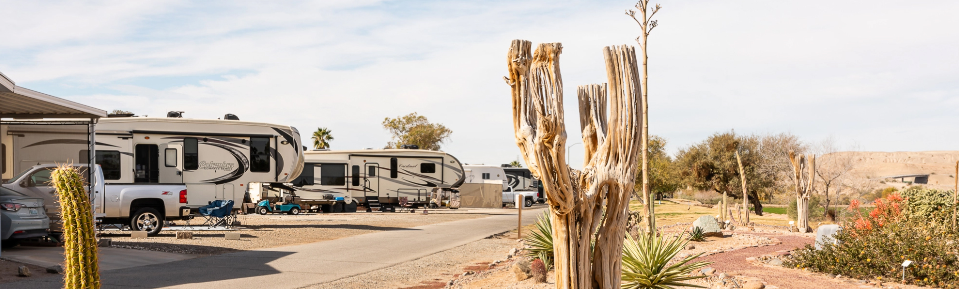 Several RV's nestled in the natural beauty of saguaro cactus skeletons and other desert plants.